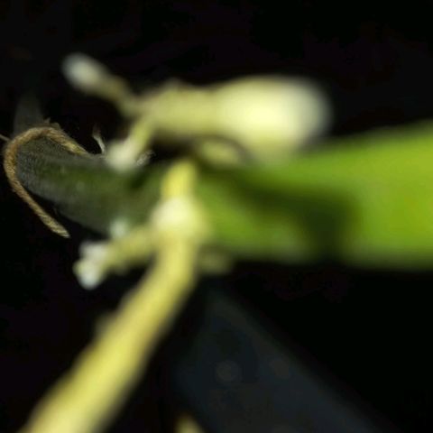 Devil Cream Auto growlog timeline photo