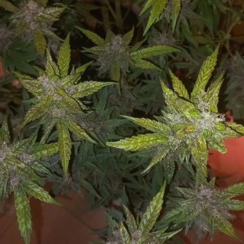 Devil Cream Auto growlog timeline photo