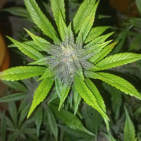 Devil Cream Auto growlog timeline photo