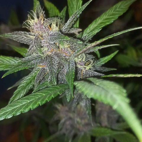 Devil Cream Auto growlog timeline photo