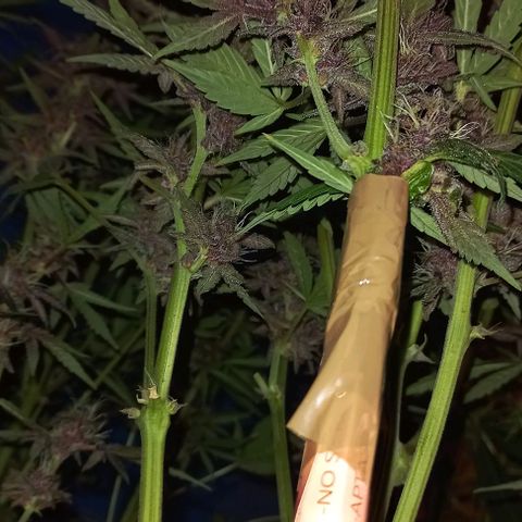 Devil Cream Auto growlog timeline photo