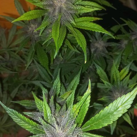 Devil Cream Auto growlog timeline photo
