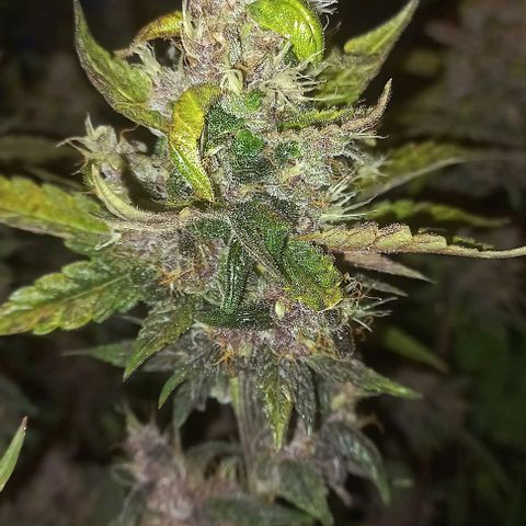 Purple Punch # growlog timeline photo
