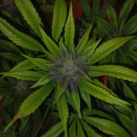 Purple Punch # growlog timeline photo