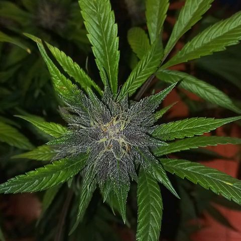 Purple Punch # growlog timeline photo