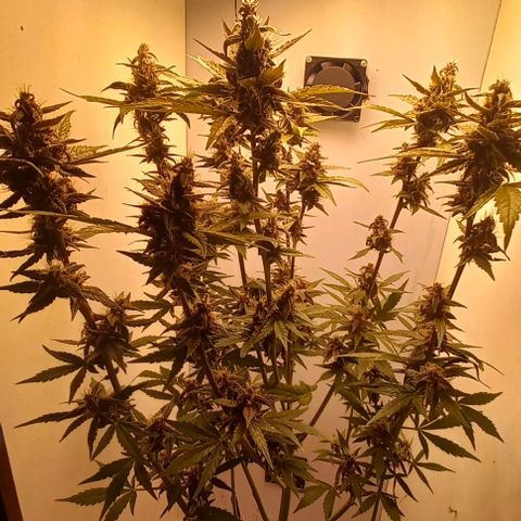 Purple Punch # growlog timeline photo