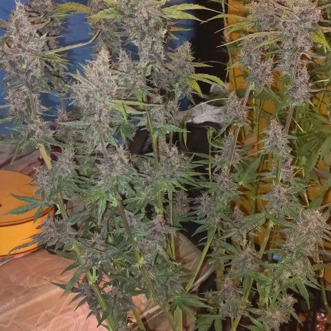Purple Punch # growlog timeline photo