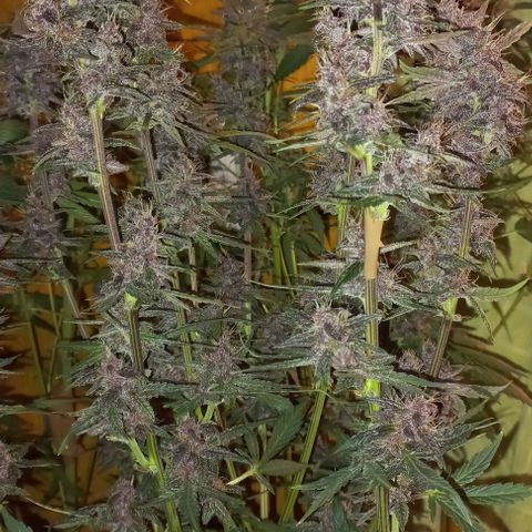 Purple Punch # growlog timeline photo