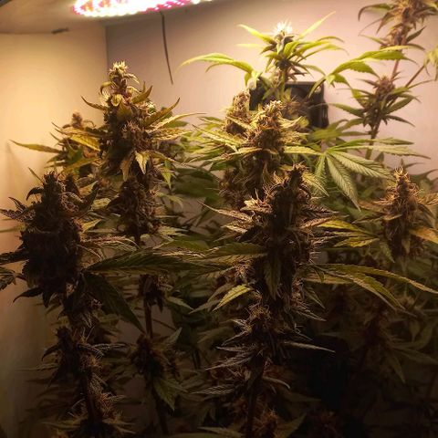Purple Punch # growlog timeline photo
