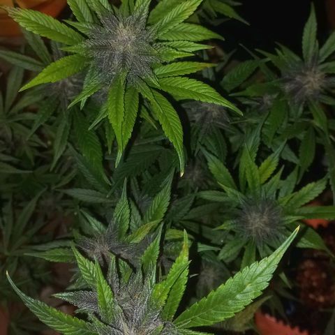 Purple Punch # growlog timeline photo