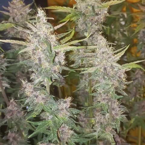 Purple Punch # growlog timeline photo