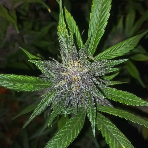 Purple Punch # growlog timeline photo