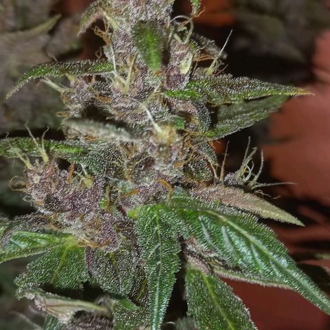 Purple Punch # growlog timeline photo