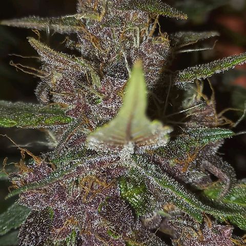 Purple Punch # growlog timeline photo