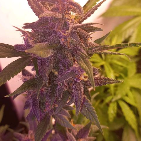 Purple Punch # growlog timeline photo