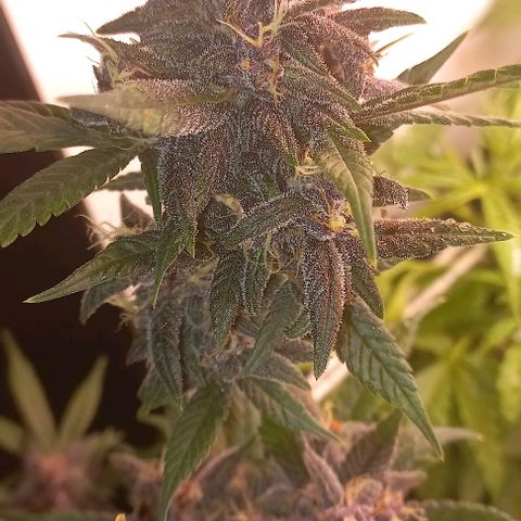 Purple Punch # growlog timeline photo