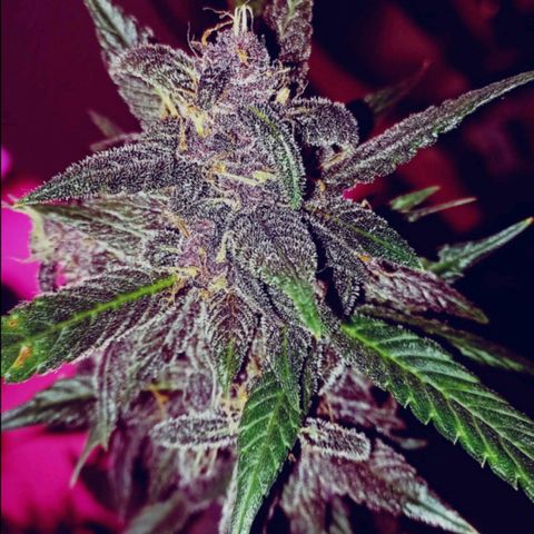 Purple Punch # growlog timeline photo