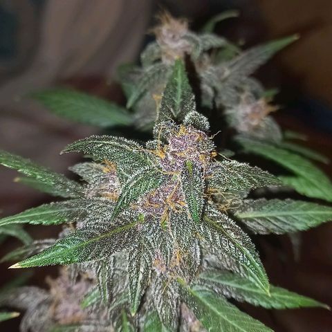 Purple Punch # growlog timeline photo