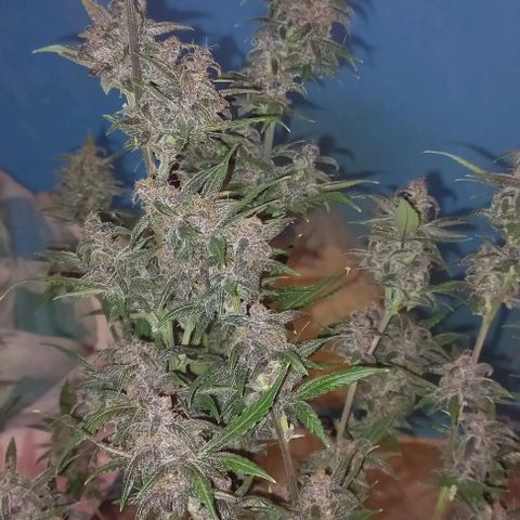Purple Punch # growlog timeline photo