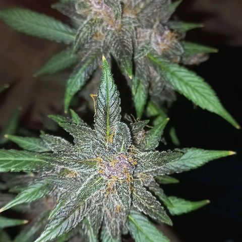 Purple Punch # growlog timeline photo