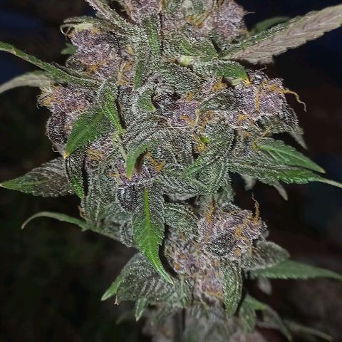 Purple Punch # growlog timeline photo