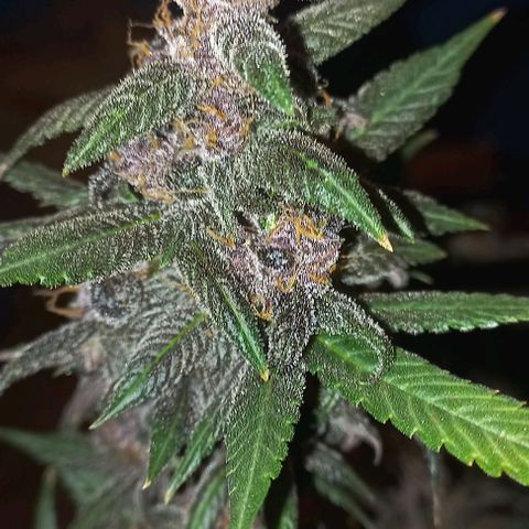 Purple Punch # growlog timeline photo