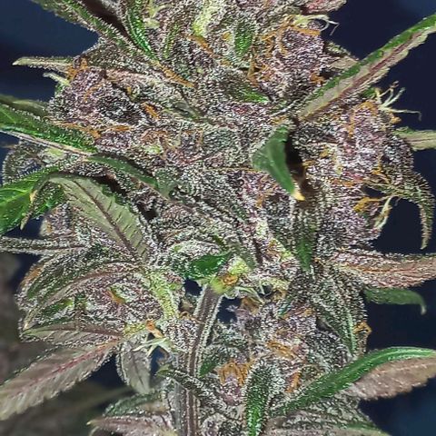 Purple Punch # growlog timeline photo