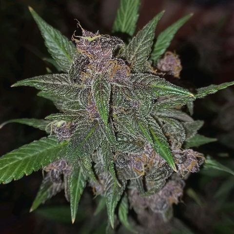 Purple Punch # growlog timeline photo