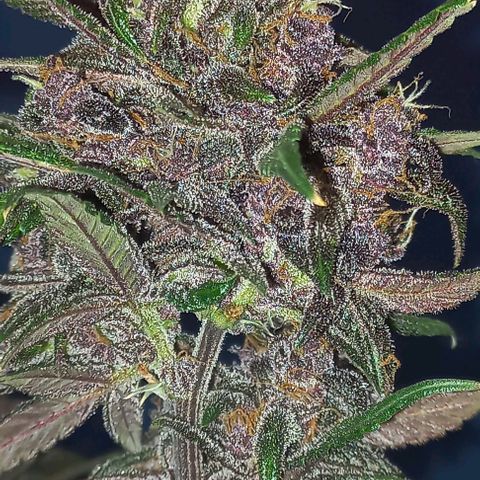 Purple Punch # growlog timeline photo