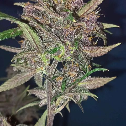 Purple Punch # growlog timeline photo