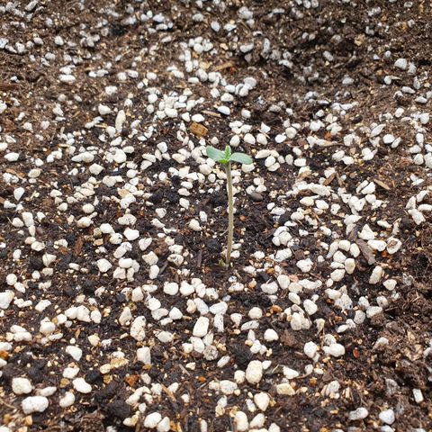 OverGrowth#ss1#xxl growlog timeline photo