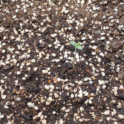 OverGrowth#ss1#xxl growlog timeline photo
