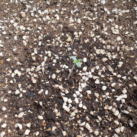 OverGrowth#ss1#xxl growlog timeline photo