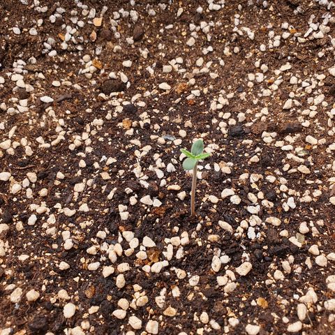 OverGrowth#ss1#xxl growlog timeline photo