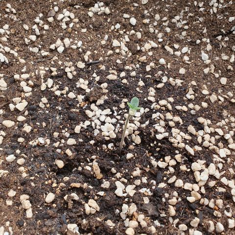 OverGrowth#ss1#xxl growlog timeline photo