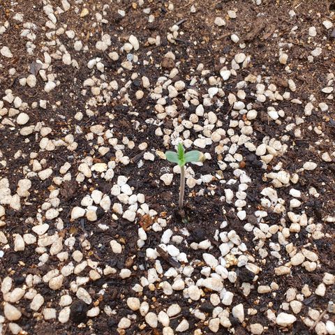 OverGrowth#ss1#xxl growlog timeline photo
