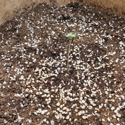 OverGrowth#ss1#xxl growlog timeline photo