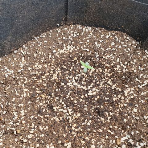 OverGrowth#ss1#xxl growlog timeline photo