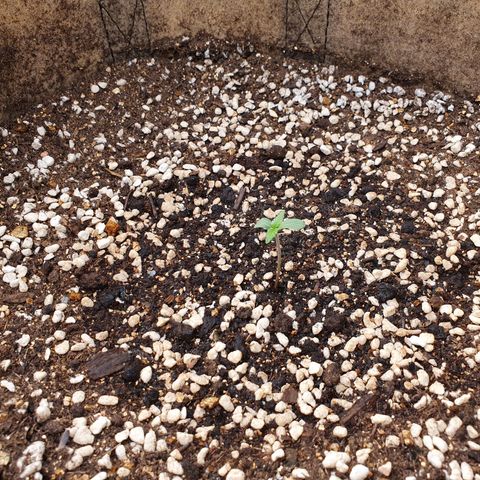 OverGrowth#ss1#xxl growlog timeline photo