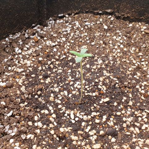 OverGrowth#ss1#xxl growlog timeline photo