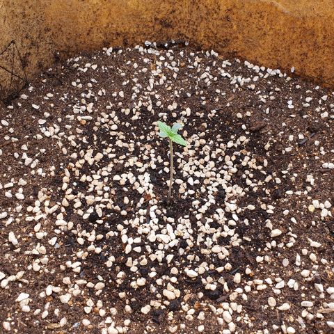 OverGrowth#ss1#xxl growlog timeline photo