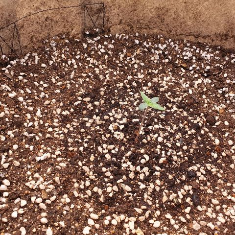 OverGrowth#ss1#xxl growlog timeline photo
