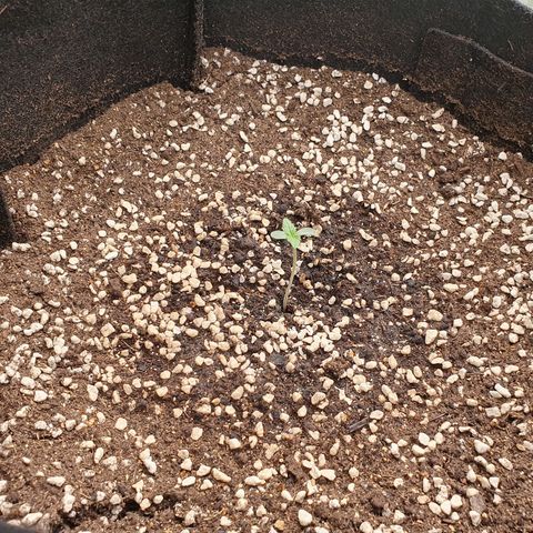 OverGrowth#ss1#xxl growlog timeline photo