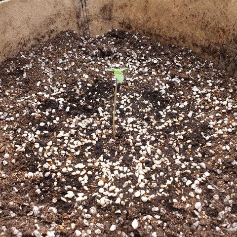 OverGrowth#ss1#xxl growlog timeline photo