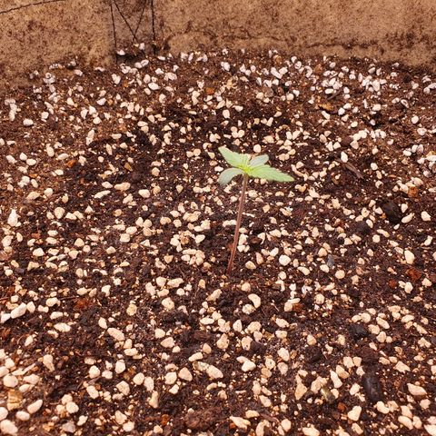 OverGrowth#ss1#xxl growlog timeline photo