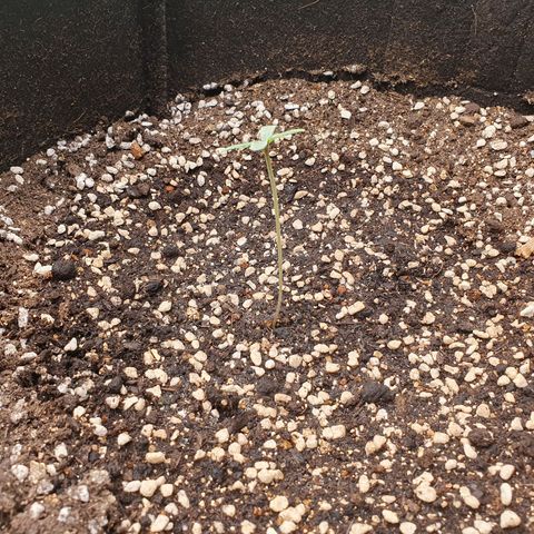 OverGrowth#ss1#xxl growlog timeline photo
