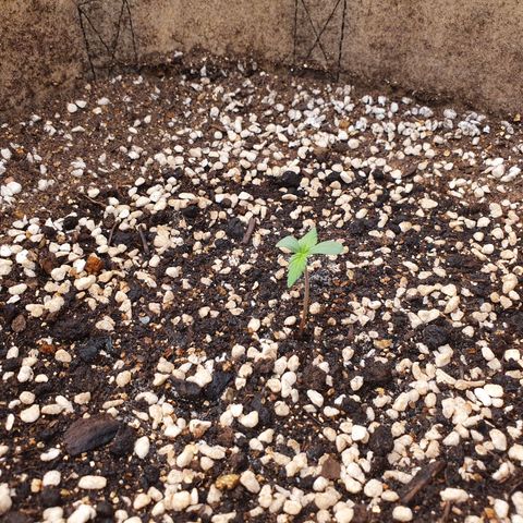 OverGrowth#ss1#xxl growlog timeline photo