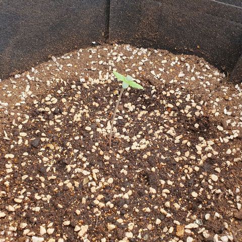 OverGrowth#ss1#xxl growlog timeline photo