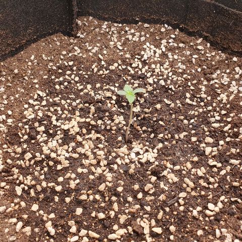 OverGrowth#ss1#xxl growlog timeline photo