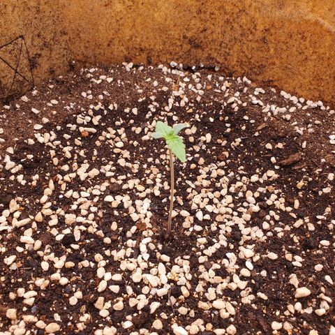 OverGrowth#ss1#xxl growlog timeline photo